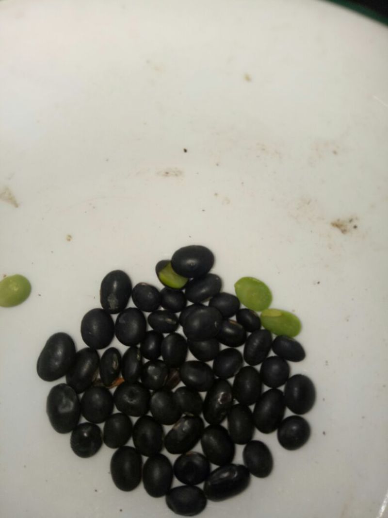 乌皮青仁豆散装