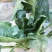 大叶菠菜25~30厘米