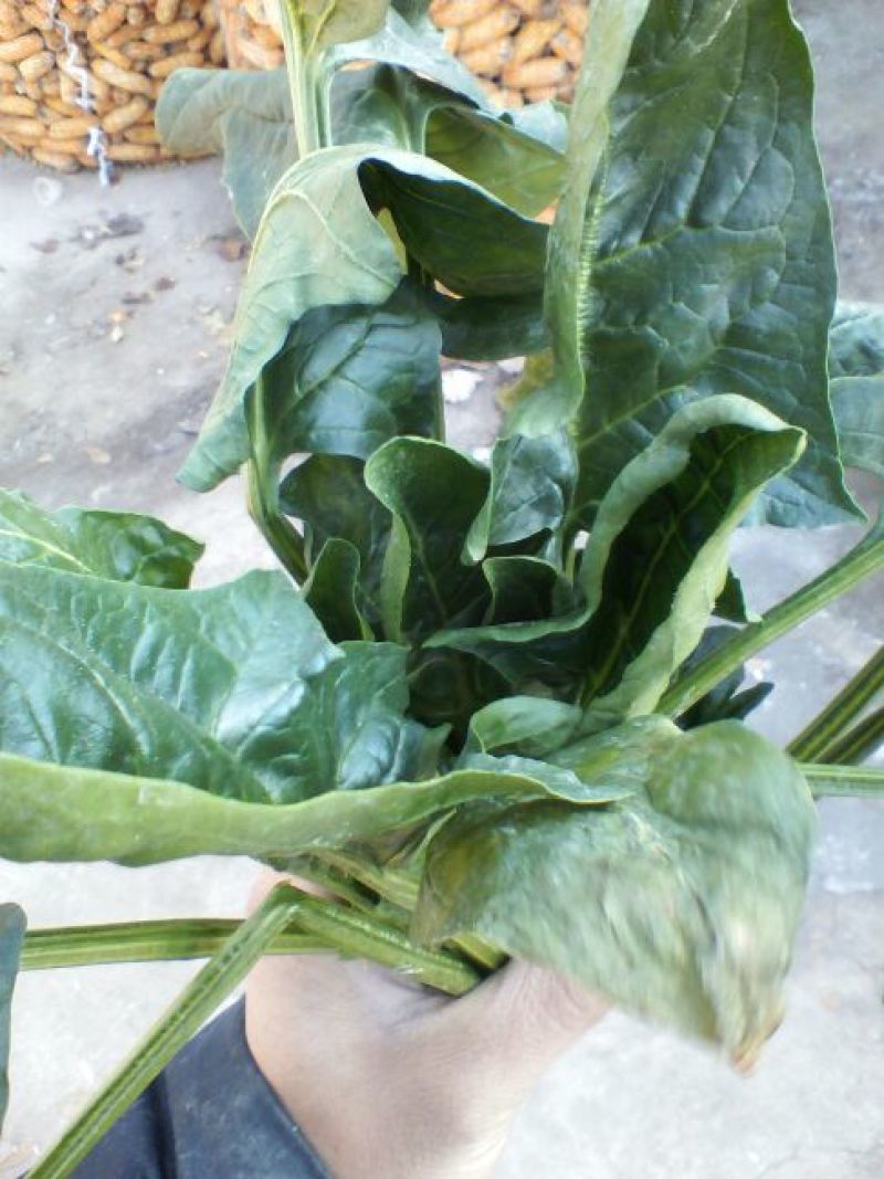 大叶菠菜25~30厘米
