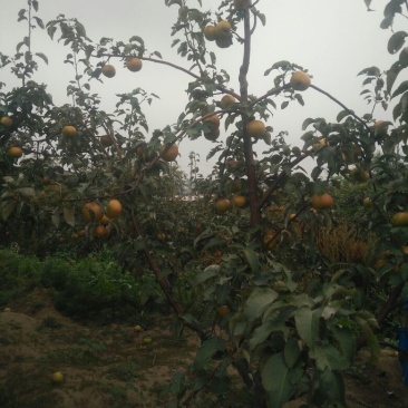 苹果梨200~250g纸箱