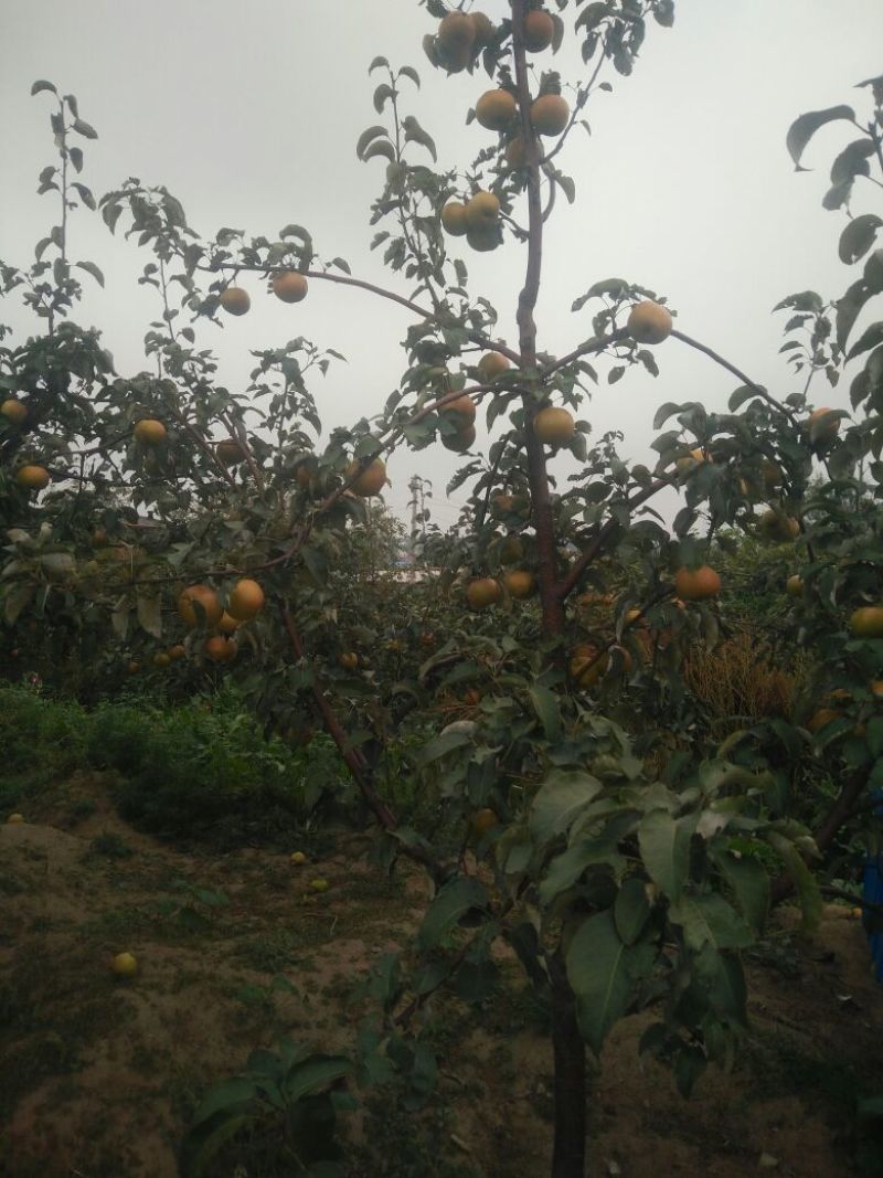苹果梨200~250g纸箱