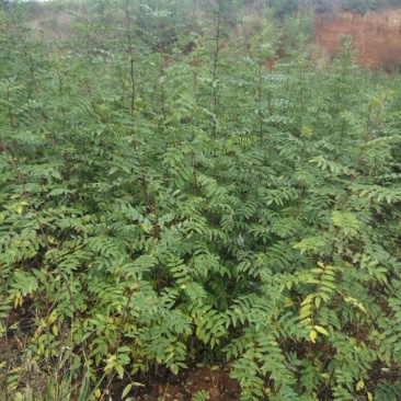花椒苗2~3年
