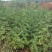 花椒苗2~3年