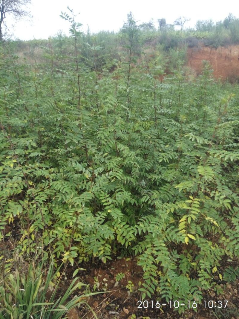 花椒苗2~3年