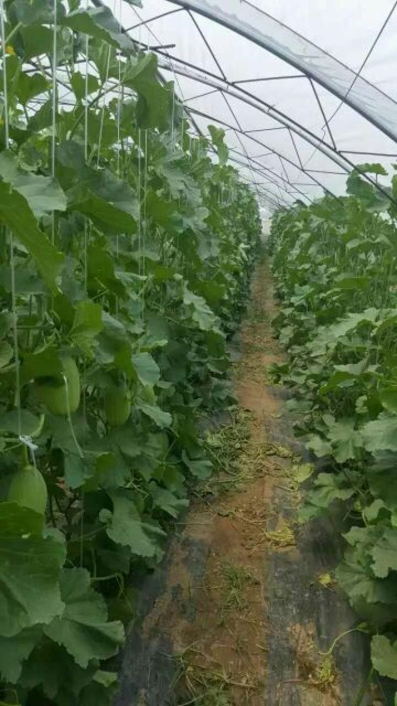 西州蜜瓜3斤以上椭圆形