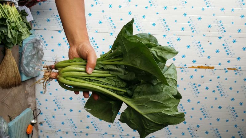 大叶菠菜30~35厘米