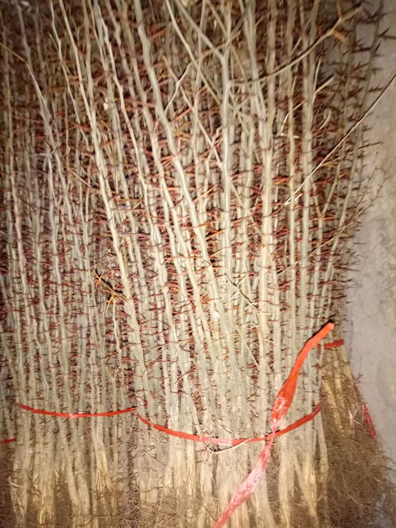 皂角树苗30~50cm
