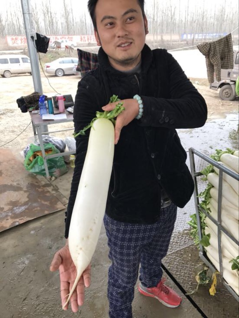 韩国白雪