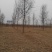 小叶榆树10~12cm8~10cm2.5~3m