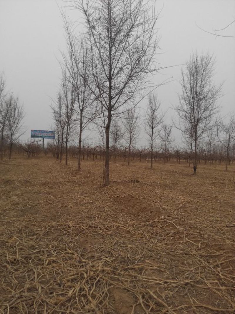 小叶榆树10~12cm8~10cm2.5~3m