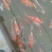 锦鲤鱼苗2~3公斤