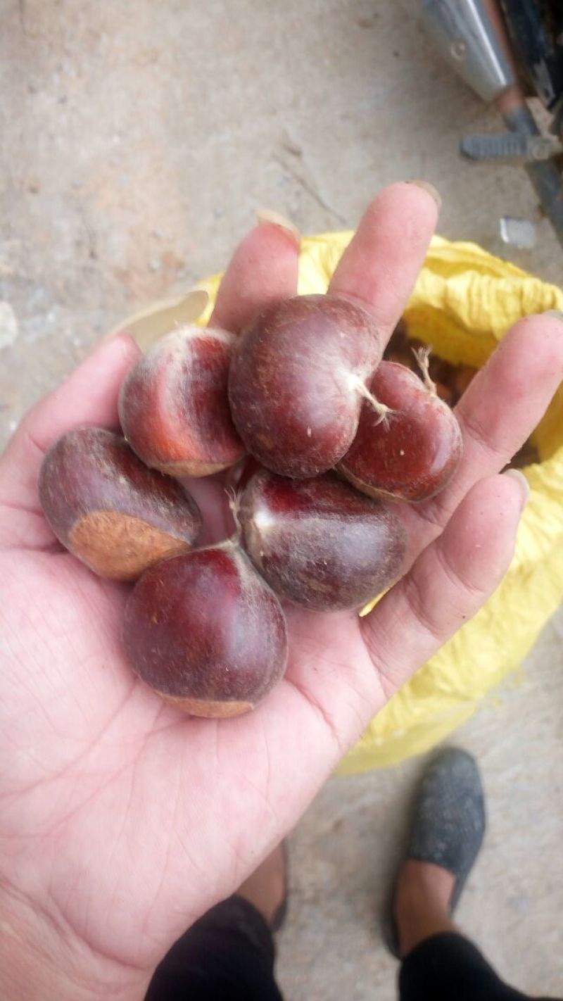 野生板栗炒栗种中栗