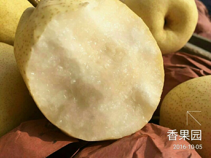 酥梨100~150g纸袋