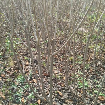 樱桃树苗2年50~80cm