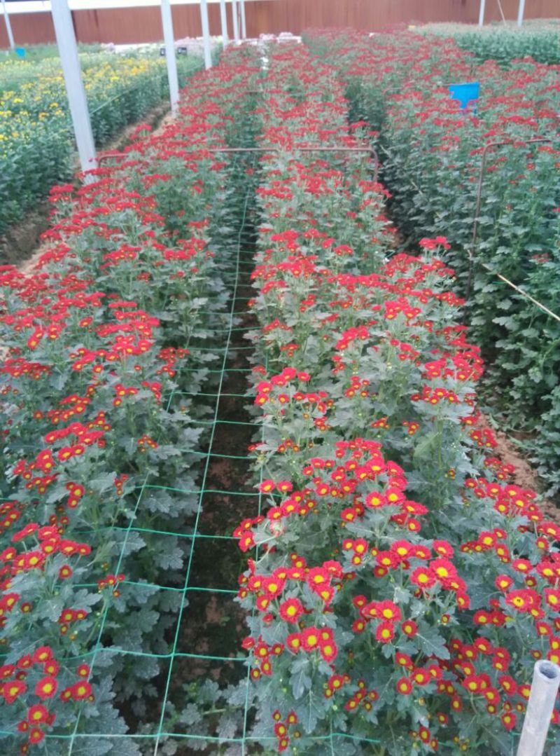 菊花鲜切花30~50cm