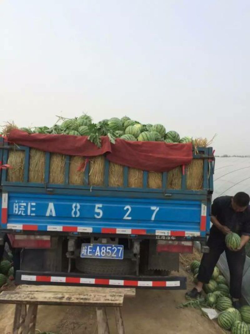 山东京欣西瓜8斤打底，大量供应，产地直销，一首货源