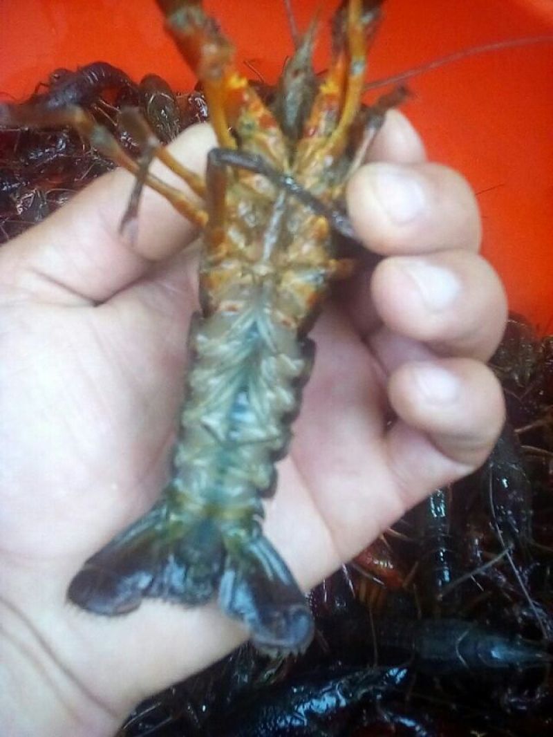 小龙虾食用8~10钱活虾