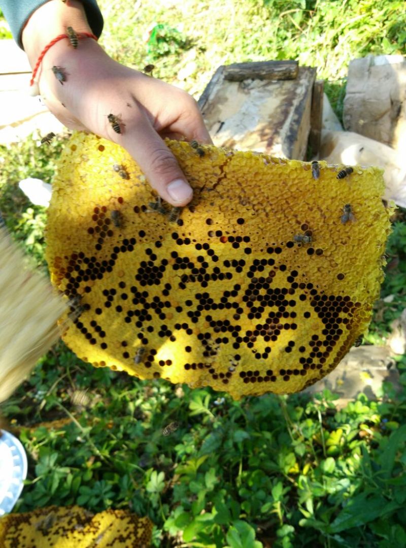 土蜂蜜