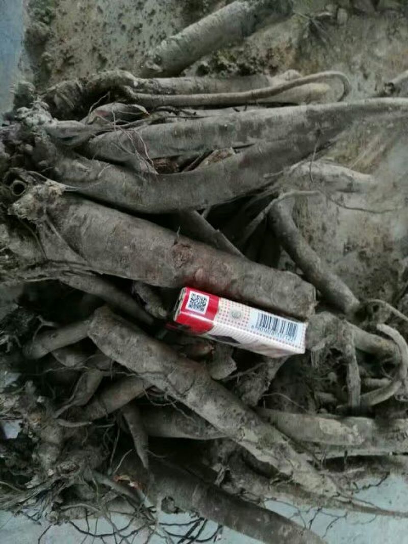 白芍种苗