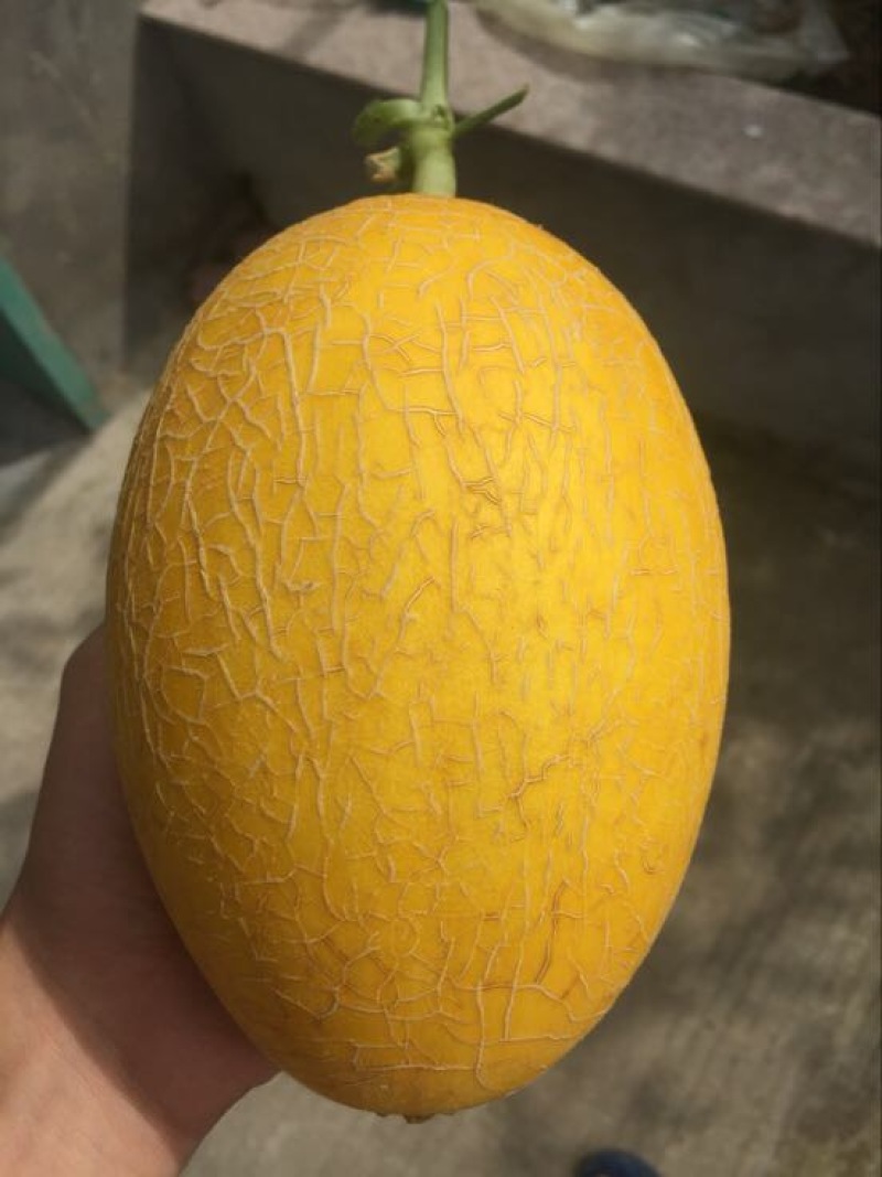哈密瓜
