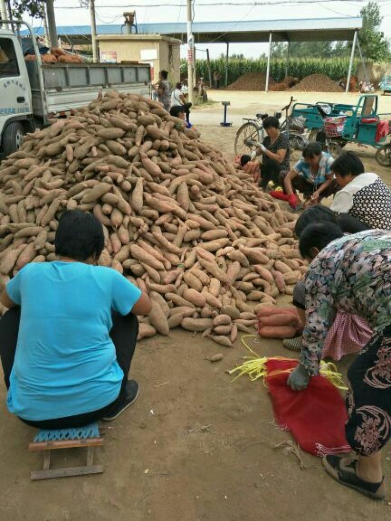 龙薯9号3两以上商品薯黄心
