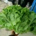 散叶生菜5两~6两