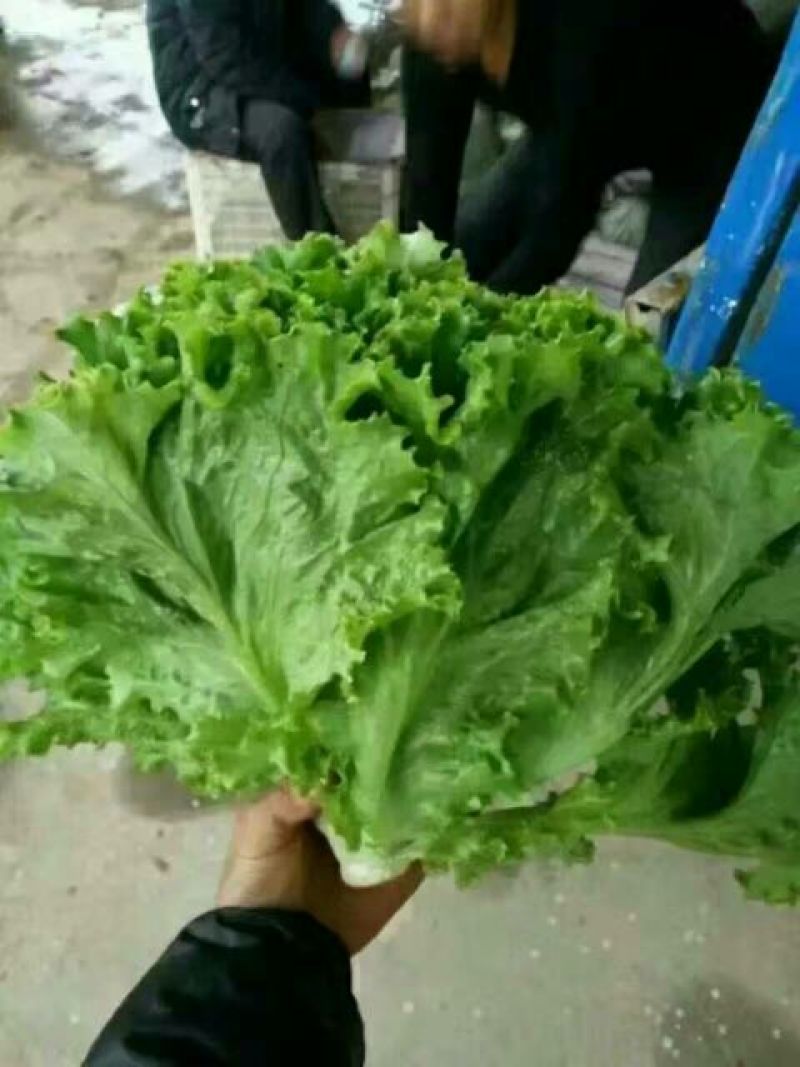 散叶生菜5两~6两