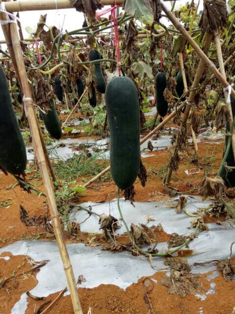 黑皮炮弹冬瓜10斤以上吊冬瓜