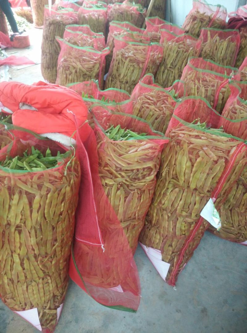 紫花油豆15厘米以上20厘米以上，精品紫花油豆