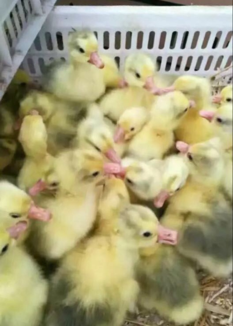 鹅苗