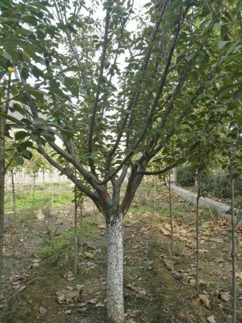 樱花树4cm以下