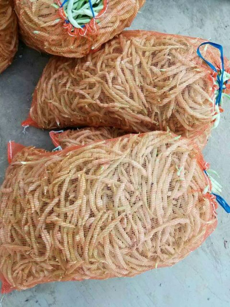 白不老30cm以上