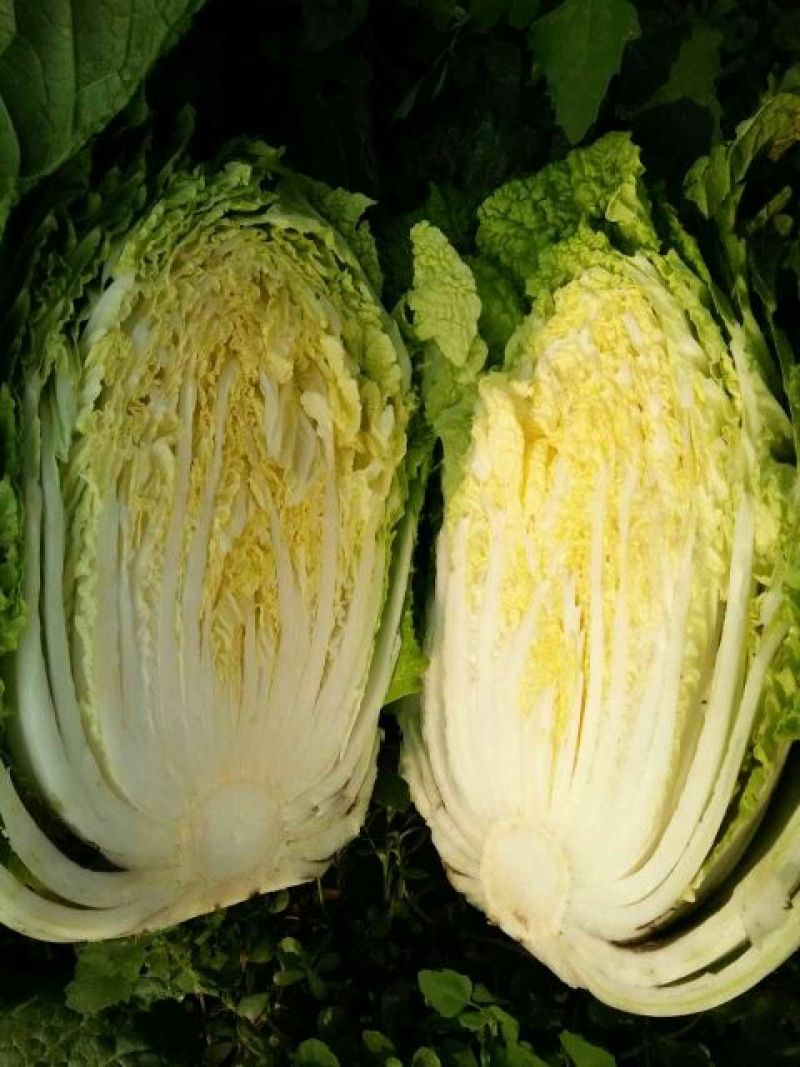 北京三号白菜4~6斤