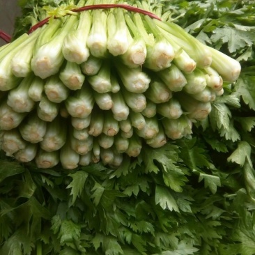 法国皇后芹菜55cm以上