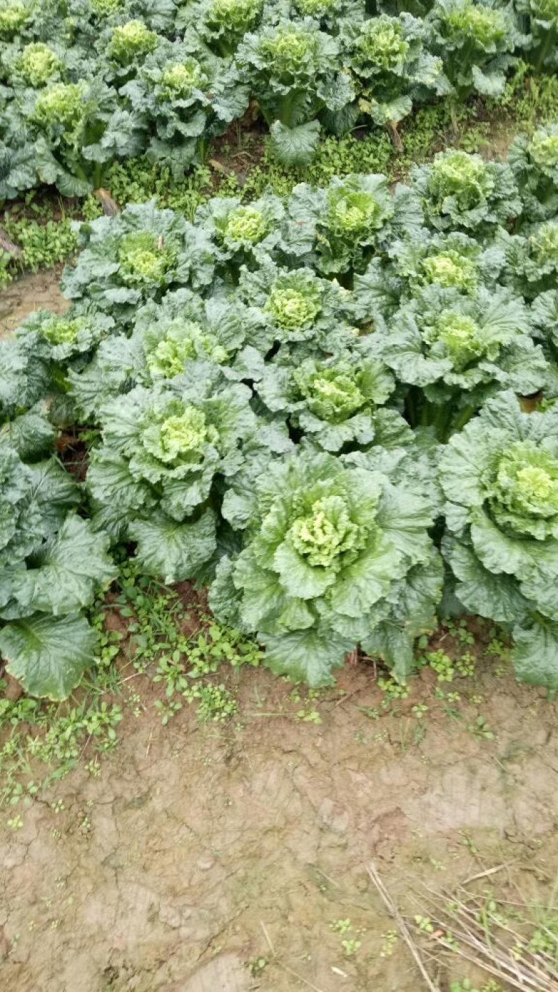 大白菜2~3斤
