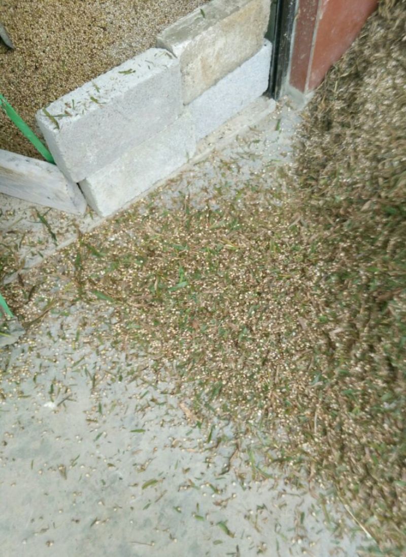 薏米散装