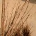 红王子锦带花30~50cm