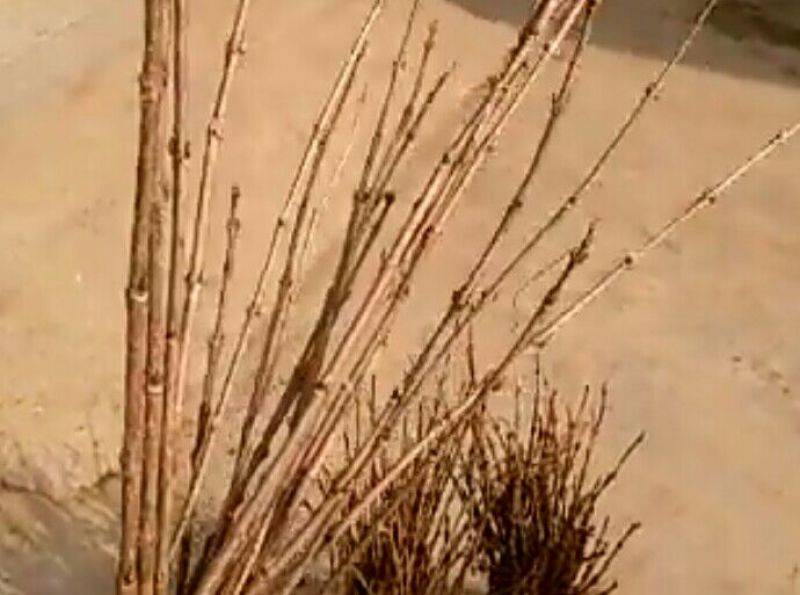 红王子锦带花30~50cm