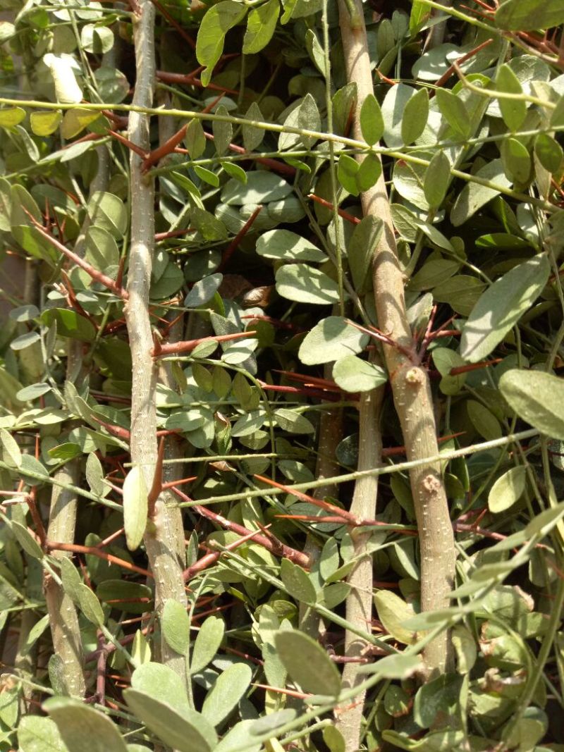 皂角树苗30~50cm