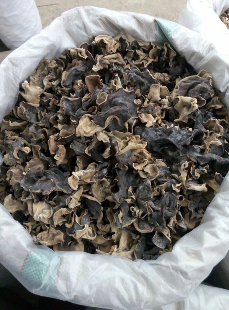 毛木耳一级