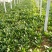 大叶菠菜15~20厘米