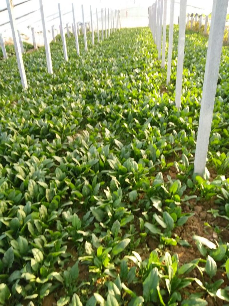 大叶菠菜15~20厘米