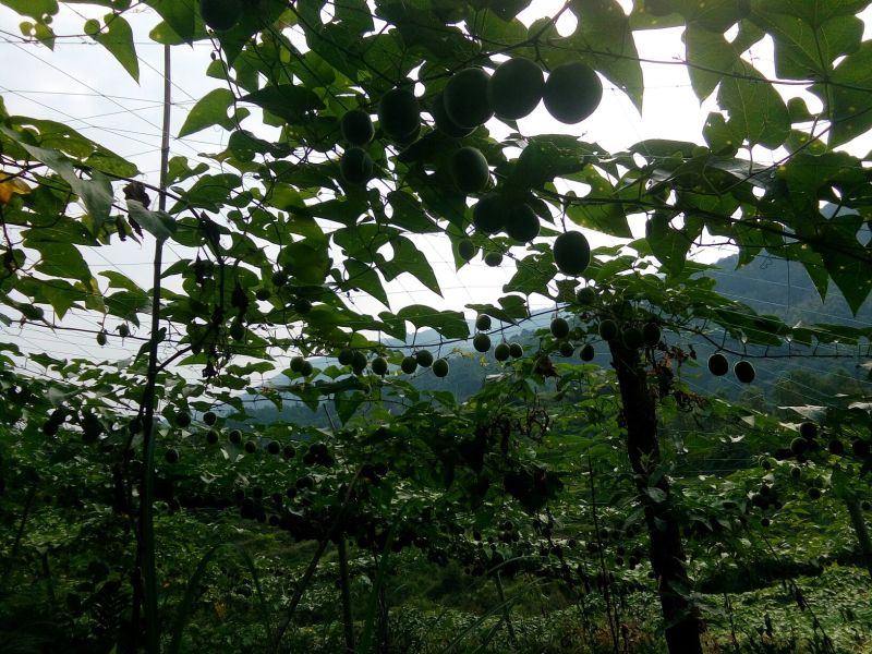 新鲜罗汉果长期供货正品保障24小时在线服务专业配送