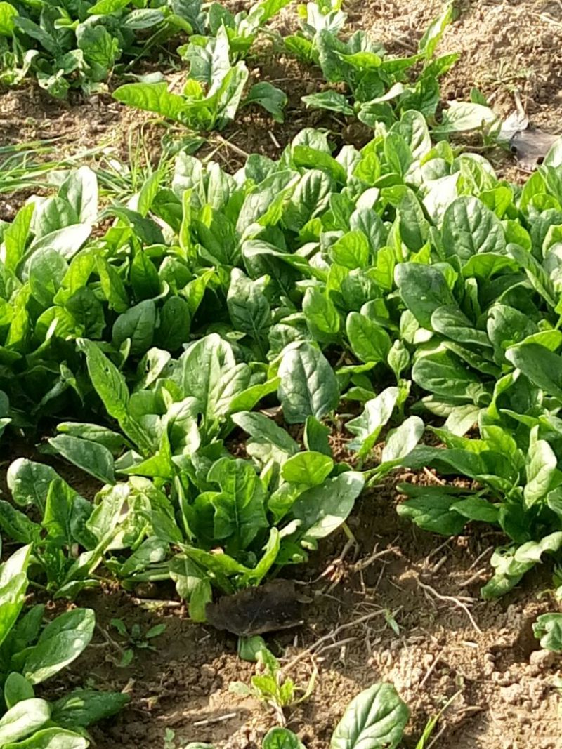 越冬菠菜15~20厘米