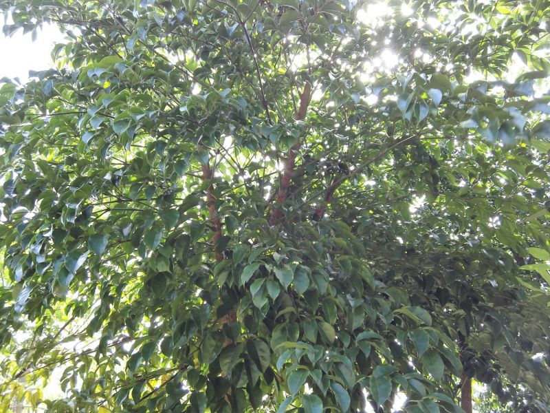 出售绿宝石树苗10-35公分