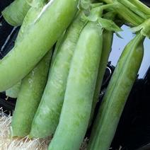 豌豆种子