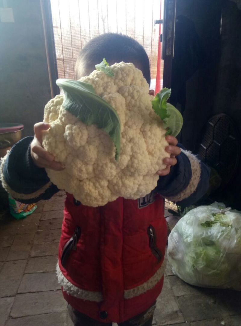 白花菜散装