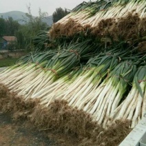 大葱40cm以上毛葱2cm左右大量供应长白大葱和优