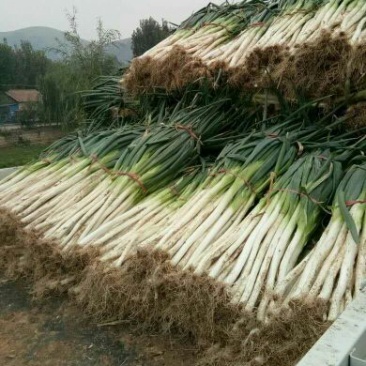 大葱40cm以上毛葱2cm左右大量供应长白大葱和优