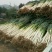 大葱40cm以上毛葱2cm左右大量供应长白大葱和优